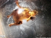 fuerzabruta-(45)_jpg