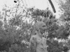 50-copy